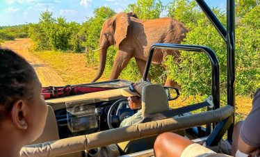 Game drive AM or PM
